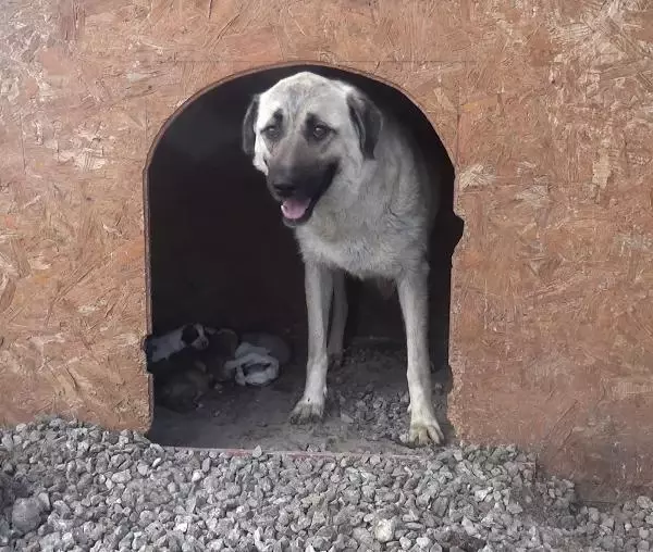 ANNELERİ ÖLEN 10 YAVRU KÖPEK SÜT ANNEYE EMANET ANNELERİ ÖLEN 10 YAVRU KÖPEK SÜT ANNEYE EMANET