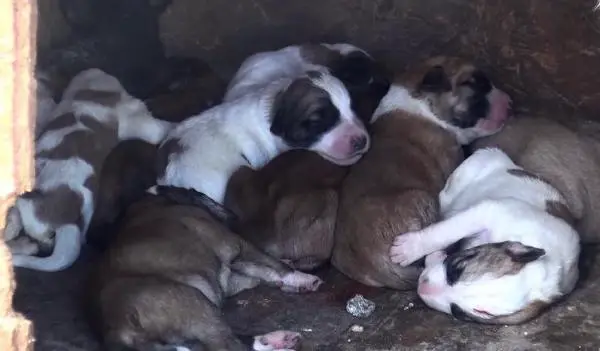 ANNELERİ ÖLEN 10 YAVRU KÖPEK SÜT ANNEYE EMANET
