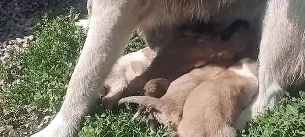 ANNELERİ ÖLEN 10 YAVRU KÖPEK SÜT ANNEYE EMANET
