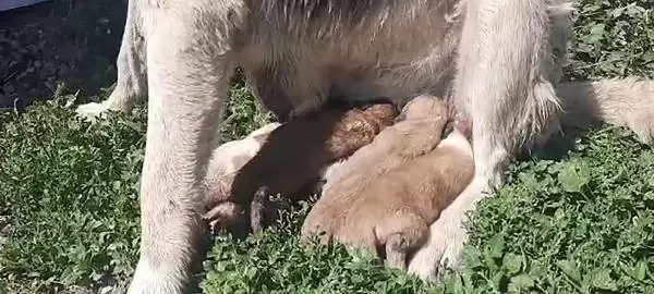 ANNELERİ ÖLEN 10 YAVRU KÖPEK SÜT ANNEYE EMANET