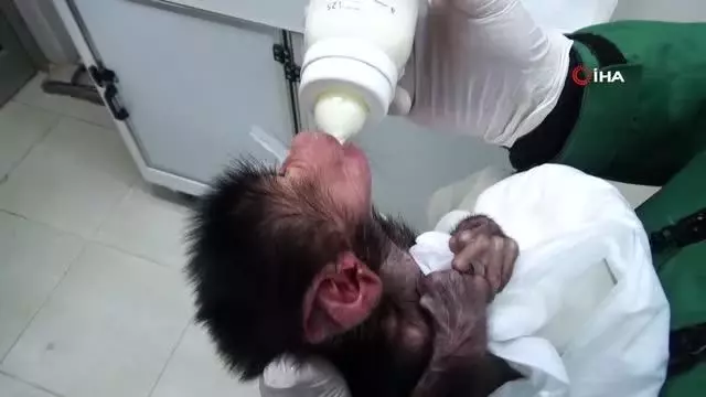 Annesinin reddettiği babun yavrusu özel bakımla hayata tutundu