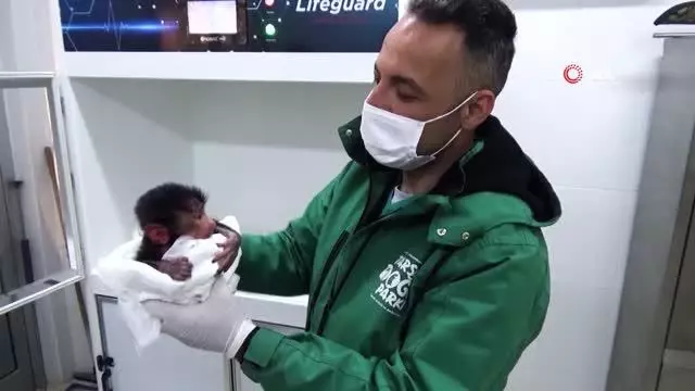 Annesinin reddettiği babun yavrusu özel bakımla hayata tutundu