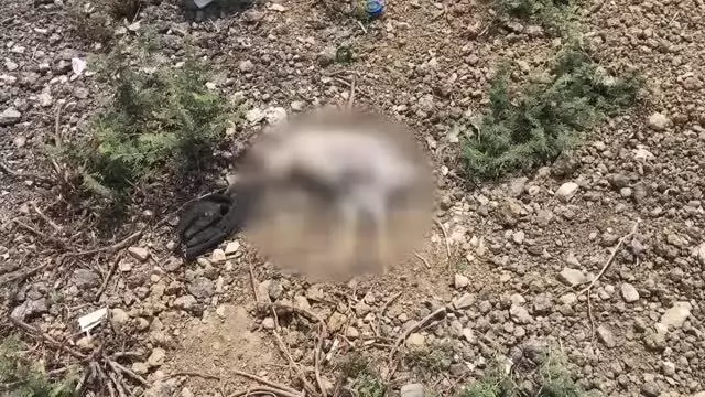 Araziye terk edilen yaklaşık 300 civciv korumaya alındı Araziye terk edilen yaklaşık 300 civciv korumaya alındı