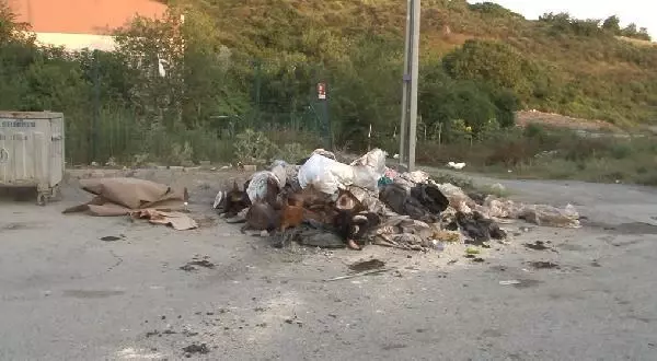 ARNAVUTKÖY'DE KURBANLIK HAYVANLARIN KAFALARINI YOLA ATTILAR