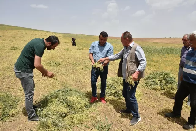 Başkentli çiftçiler kırmızı mercimek hasadına başladı