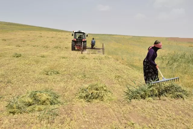 Başkentli çiftçiler kırmızı mercimek hasadına başladı