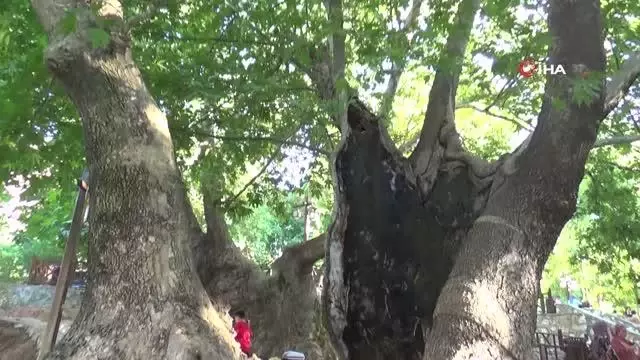 Batman'da DİKA tarafından yapılan Sevek Mesire alanı gençlere iş kapısı araladı