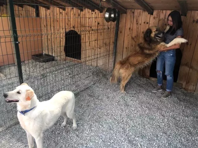 Bayramda evcil hayvan otelleri yoğun ilgi gördü