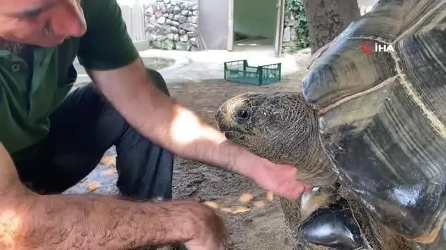 Bu kaplumbağa Cumhuriyet ile yaşıt Bu kaplumbağa Cumhuriyet ile yaşıt