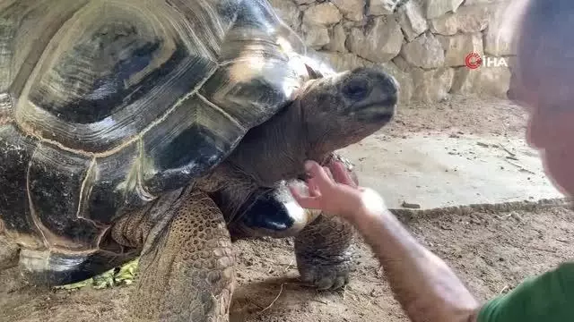 Bu kaplumbağa Cumhuriyet ile yaşıt