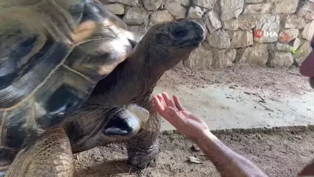 Bu kaplumbağa Cumhuriyet ile yaşıt