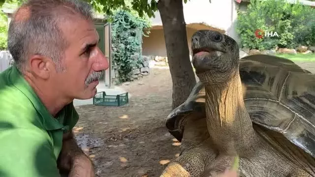 Bu kaplumbağa Cumhuriyet ile yaşıt