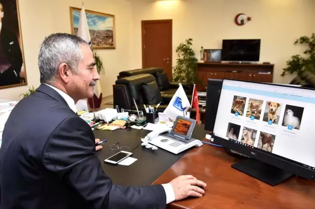 Ankara Büyükşehir Belediyesi yaralı sokak hayvanlarının ihbarı için 'E-Pati' uygulamasını başlattı