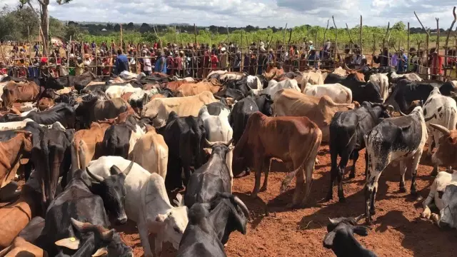 Cansuyu Derneği, Tanzanya'da Müslümanları Kurban Bayramı'nda yalnız bırakmadı