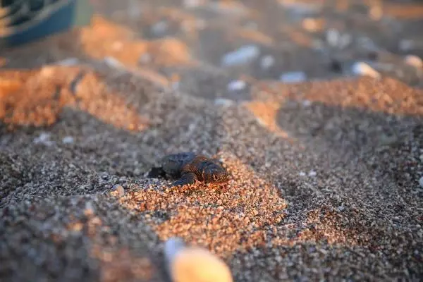 ÇIRALI'DA CARETTA CARETTA YUVA SAYISI 20 YILIN REKORUNA GİDİYOR ÇIRALI'DA CARETTA CARETTA YUVA SAYISI 20 YILIN REKORUNA GİDİYOR
