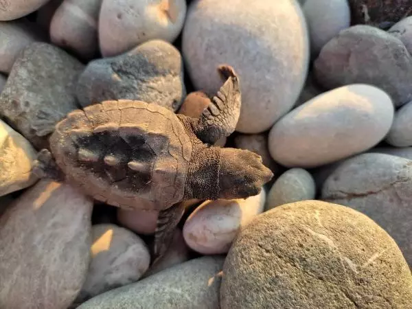 ÇIRALI'DA CARETTA CARETTA YUVA SAYISI 20 YILIN REKORUNA GİDİYOR