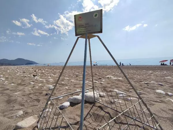 ÇIRALI'DA CARETTA CARETTA YUVA SAYISI 20 YILIN REKORUNA GİDİYOR