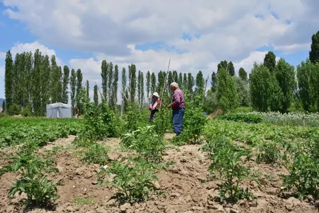 Emekli olup döndüğü köyünde organik tarıma başladı Emekli olup döndüğü köyünde organik tarıma başladı