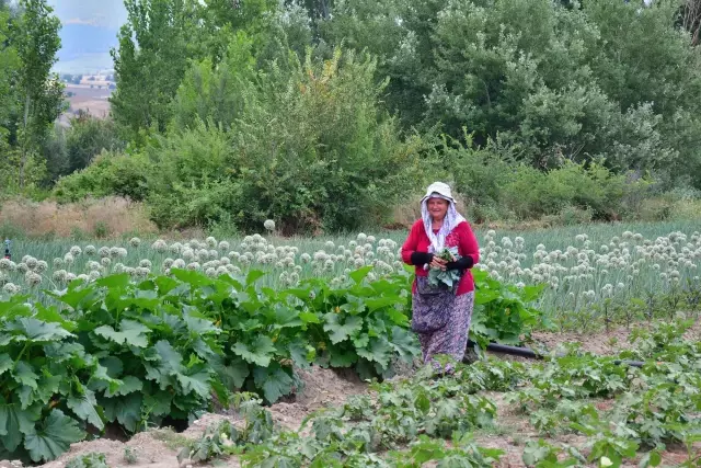 Emekli olup döndüğü köyünde organik tarıma başladı