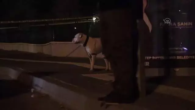 GAZİANTEP - Silahlı saldırıda ölen kişinin köpeği olay yerinden ayrılmadı