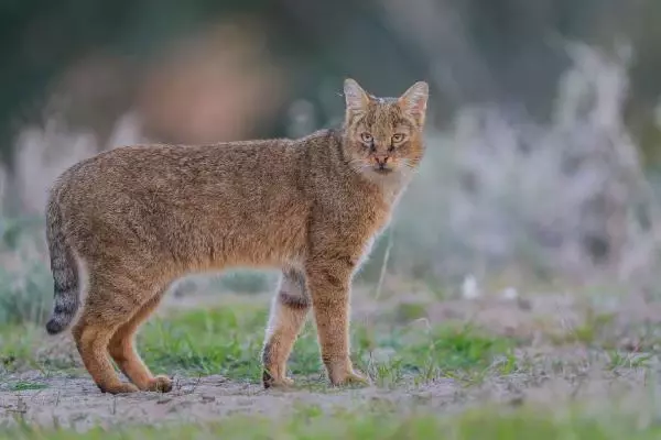 He photographed every moment of the jungle cat for 5 days