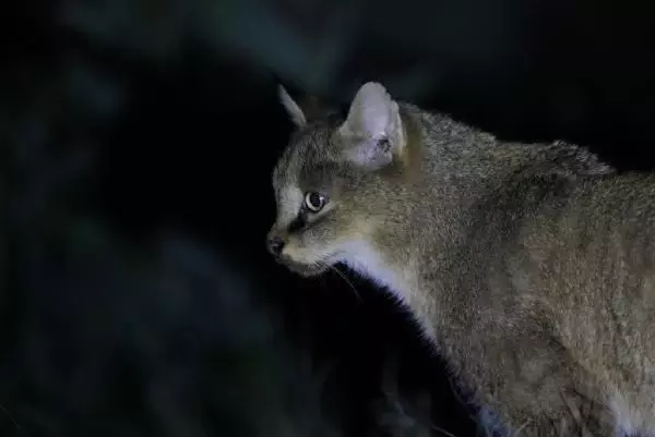 He photographed every moment of the jungle cat for 5 days