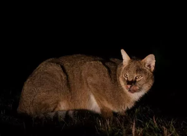 He photographed every moment of the jungle cat for 5 days