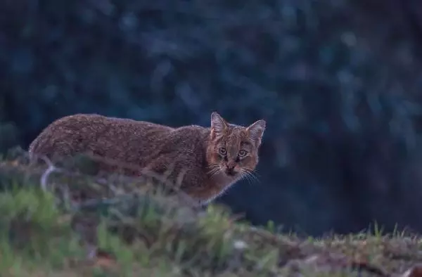 He photographed every moment of the jungle cat for 5 days