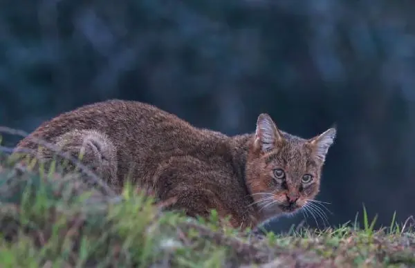 He photographed every moment of the jungle cat for 5 days