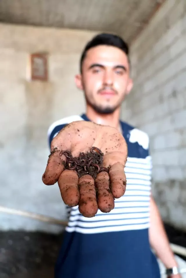 İnternette görüp başladı...1 milyon solucanla aylık 1 ton gübre üretiyor