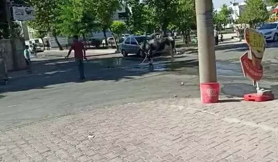 Kaçan dana zor anlar yaşattı