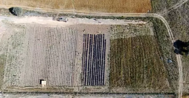 Kadının girişimci bozkıra lavanta bahçesi kurdu