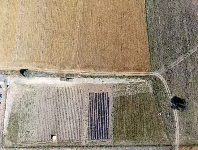 Kadının girişimci bozkıra lavanta bahçesi kurdu
