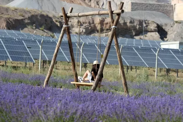 Kadının girişimci bozkıra lavanta bahçesi kurdu