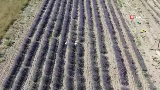 Kadının girişimci bozkıra lavanta bahçesi kurdu Kadının girişimci bozkıra lavanta bahçesi kurdu