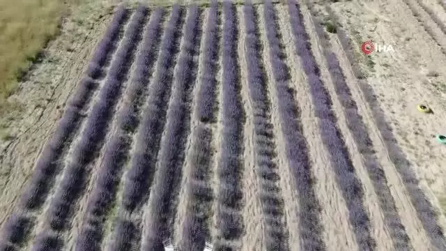 Kadının girişimci bozkıra lavanta bahçesi kurdu