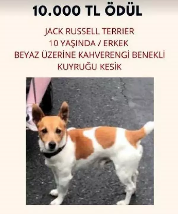 Kayıp köpeğini bulana 10 bin TL ödül verecek
