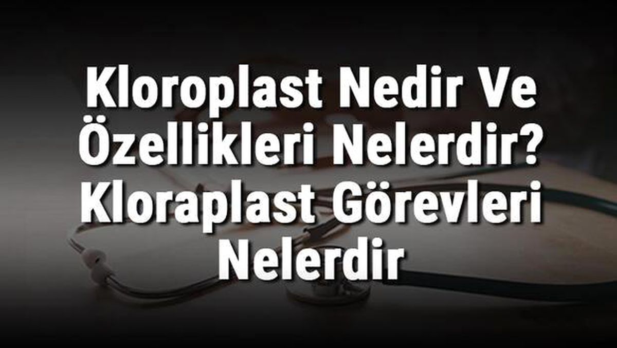 Kloroplast Nedir ve Özellikleri Nelerdir? Kloraplast Görevleri Nelerdir ve Hayvan Hücresinde Bulunur Mu