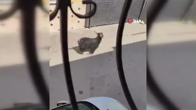 Kurbanlık keçi çatıdan düştü