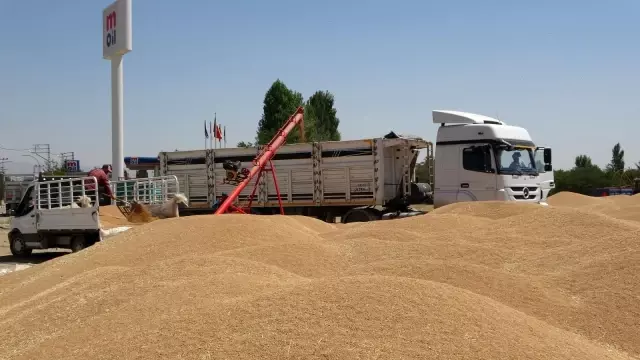 Muş'ta buğday satışlarına başlandı