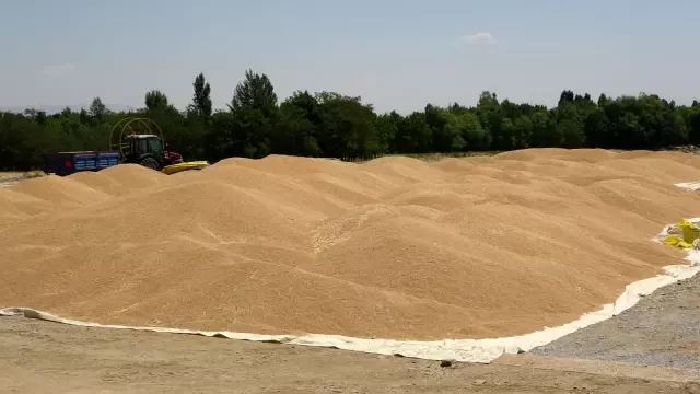 Muş'ta buğday satışlarına başlandı