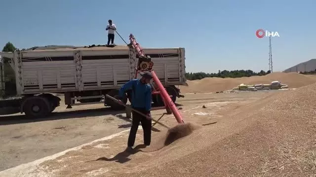 Muş'ta buğday satışlarına başlandı Muş'ta buğday satışlarına başlandı