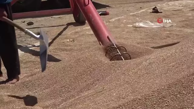 Muş'ta buğday satışlarına başlandı
