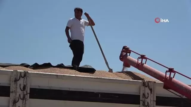 Muş'ta buğday satışlarına başlandı