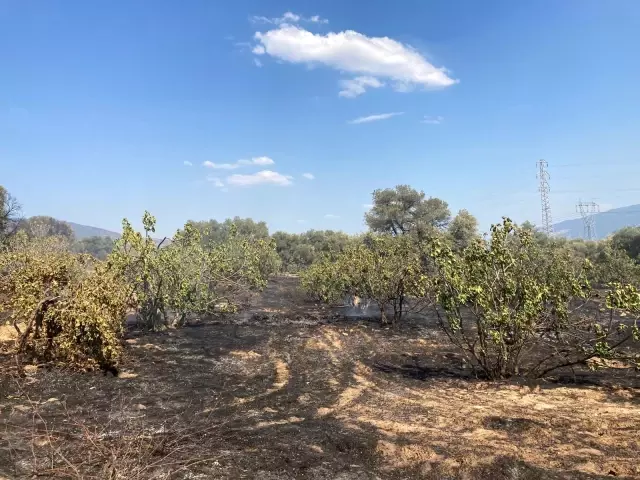 Nazilli'de tarım arazisi yandı