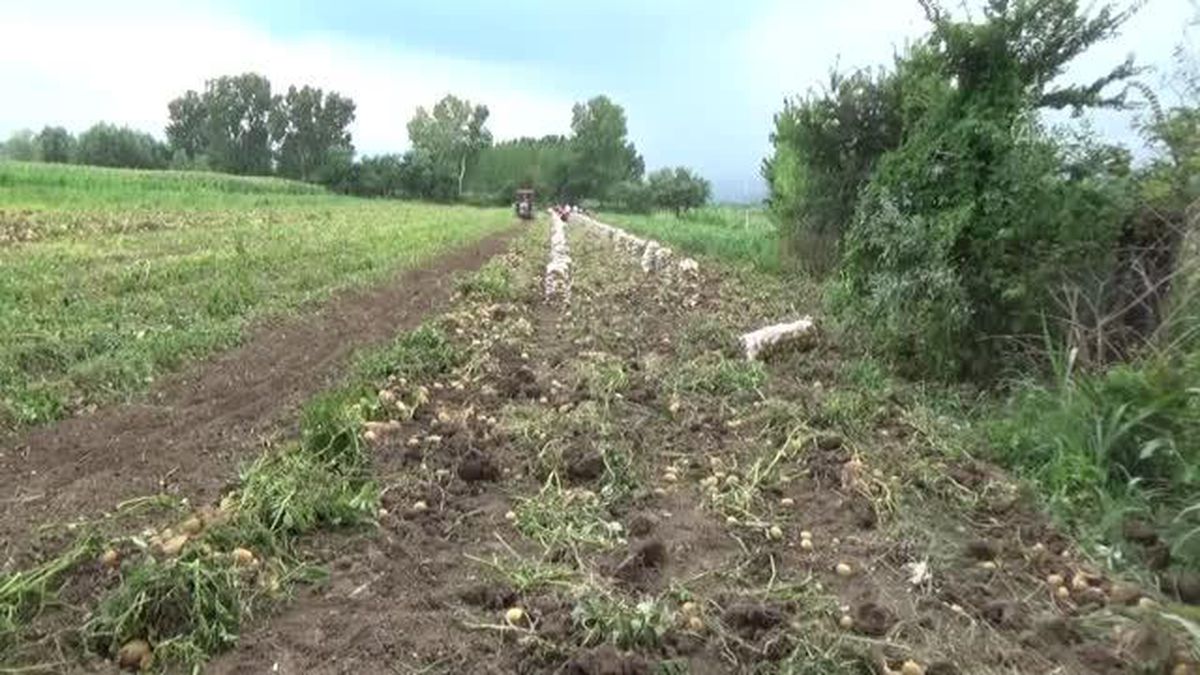 Niksar patatesinde rekolte ve fiyat üreticiyi sevindirdi