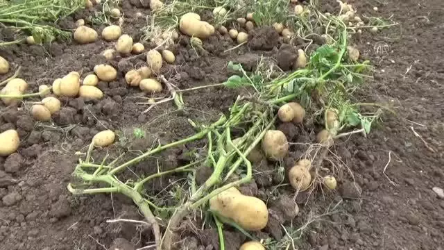 Niksar patatesinde rekolte ve fiyat üreticiyi sevindirdi