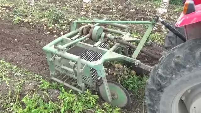 Niksar patatesinde rekolte ve fiyat üreticiyi sevindirdi