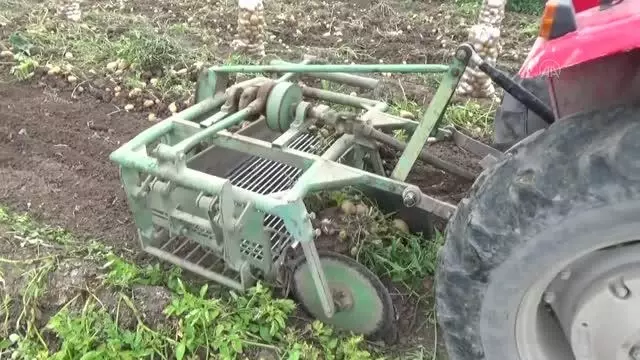 Niksar patatesinde rekolte ve fiyat üreticiyi sevindirdi