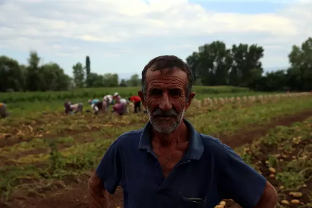Niksar patatesinde rekolte ve fiyat üreticiyi sevindirdi